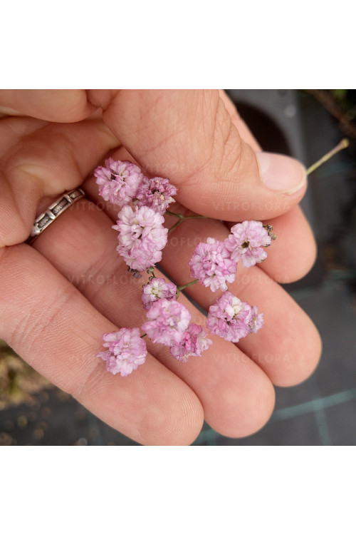 Gipsówka rozesłana 'Pink Wedding' | Gypsophila repens