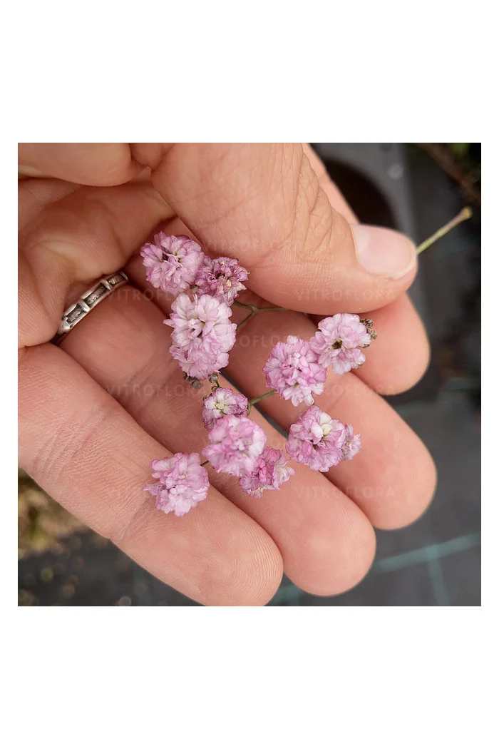 Gipsówka rozesłana 'Pink Wedding' | Gypsophila repens