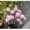 Gipsówka rozesłana 'Pink Wedding' | Gypsophila repens