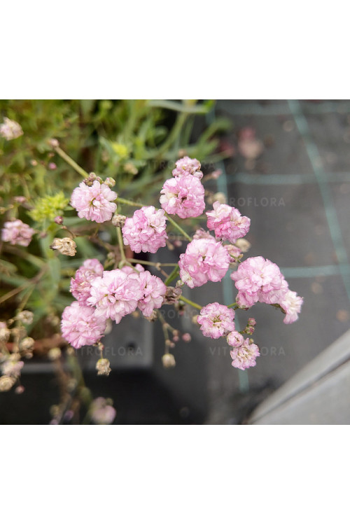 Gipsówka rozesłana 'Pink Wedding' | Gypsophila repens