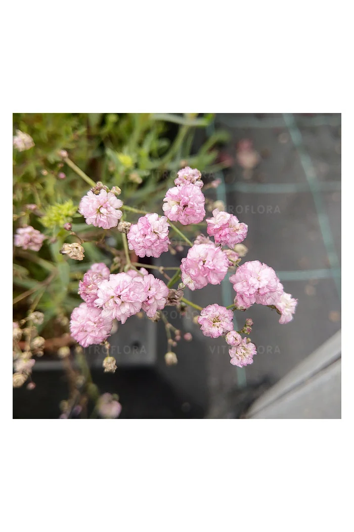 Gipsówka rozesłana 'Pink Wedding' | Gypsophila repens