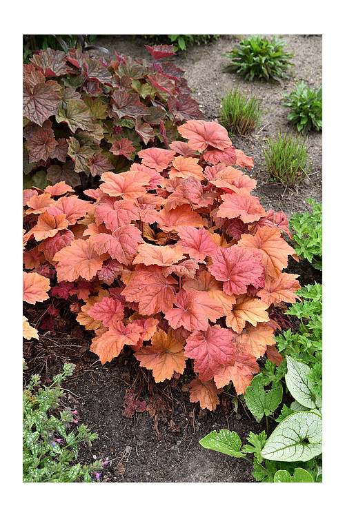 Żurawka 'Kassandra' | Heuchera