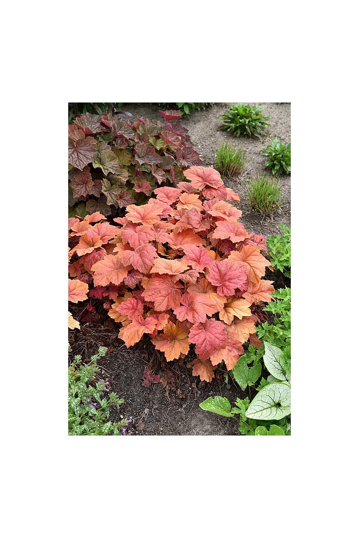 Żurawka 'Kassandra' | Heuchera