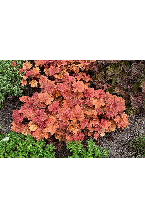 Żurawka 'Kassandra' | Heuchera