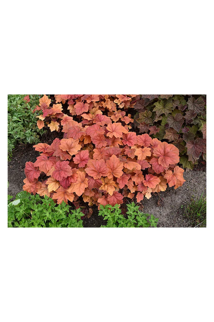 Żurawka 'Kassandra' | Heuchera