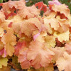 Żurawka 'Kassandra' | Heuchera