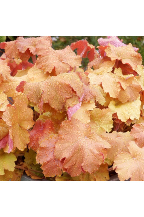 Żurawka 'Kassandra' | Heuchera