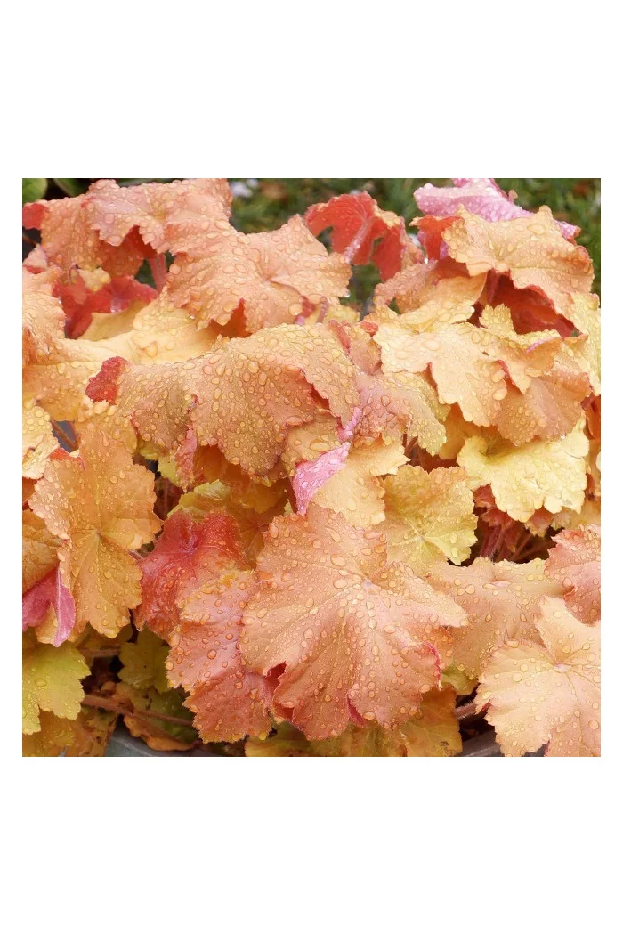 Żurawka 'Kassandra' | Heuchera