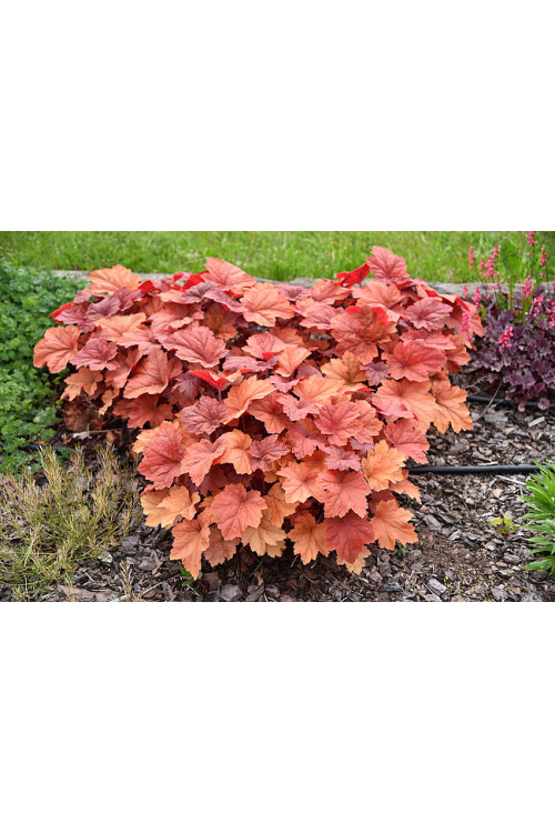 Żurawka 'Kassandra' | Heuchera