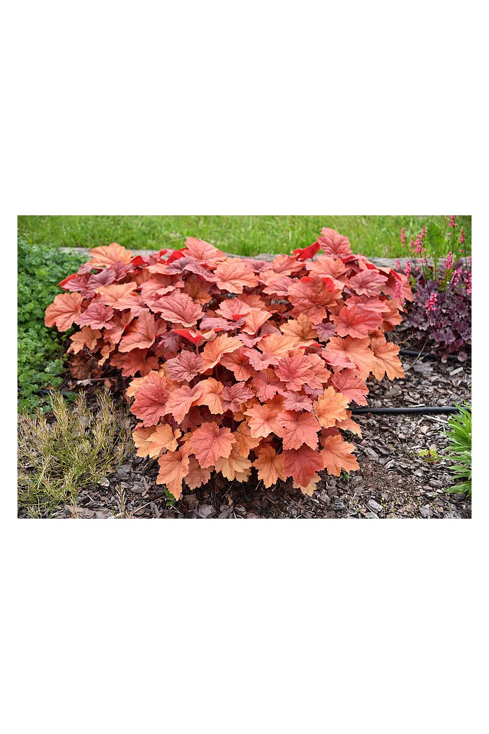 Żurawka 'Kassandra' | Heuchera