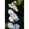 Ostróżka 'Magic Fountains Sky Blue White Bee' | Delphinium elatum