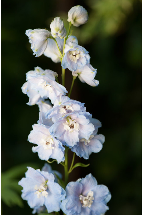 Ostróżka 'Magic Fountains Sky Blue White Bee' | Delphinium elatum