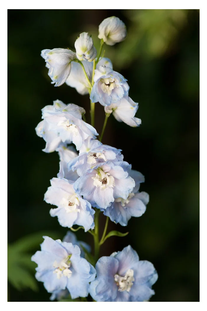 Ostróżka 'Magic Fountains Sky Blue White Bee' | Delphinium elatum