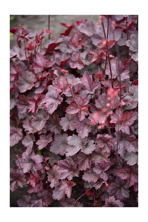 Żurawka 'Neptune' | Heuchera