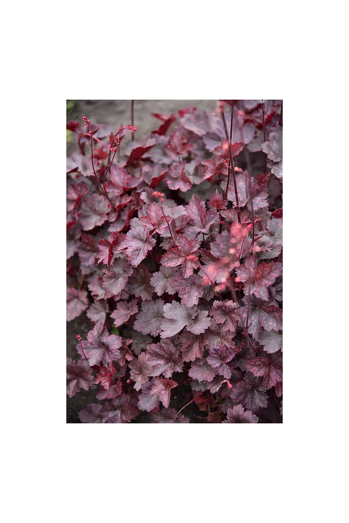 Żurawka 'Neptune' | Heuchera
