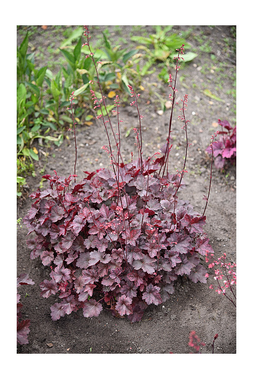 Żurawka 'Neptune' | Heuchera