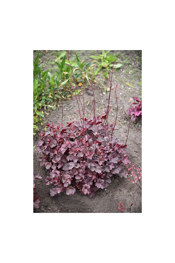 Żurawka 'Neptune' | Heuchera