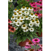 Jeżówka 'White Pearl' | Echinacea