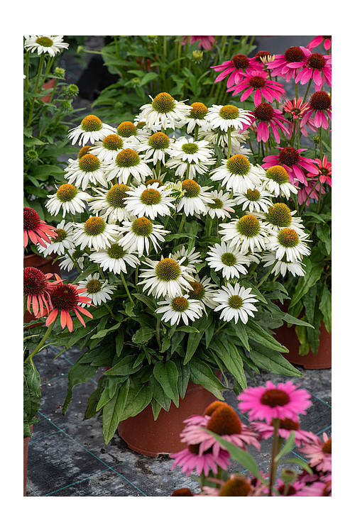 Jeżówka 'White Pearl' | Echinacea
