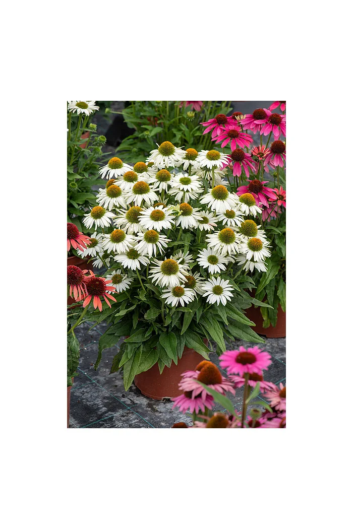 Jeżówka 'White Pearl' | Echinacea