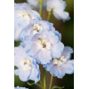 Ostróżka 'Magic Fountains Sky Blue White Bee' | Delphinium elatum