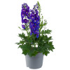 Ostróżka 'Magic Fountains Delphinity Blue' | Delphinium elatum