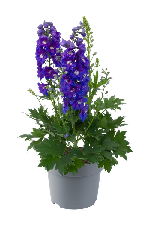 Ostróżka 'Magic Fountains Delphinity Blue' | Delphinium elatum