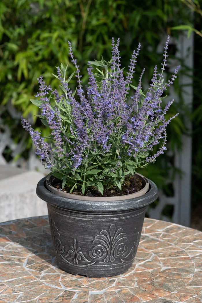 Perowskia 'Bluesette' | Perovskia