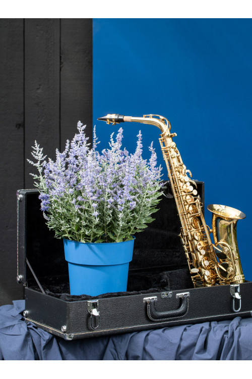 Perowskia 'Bluesette' | Perovskia