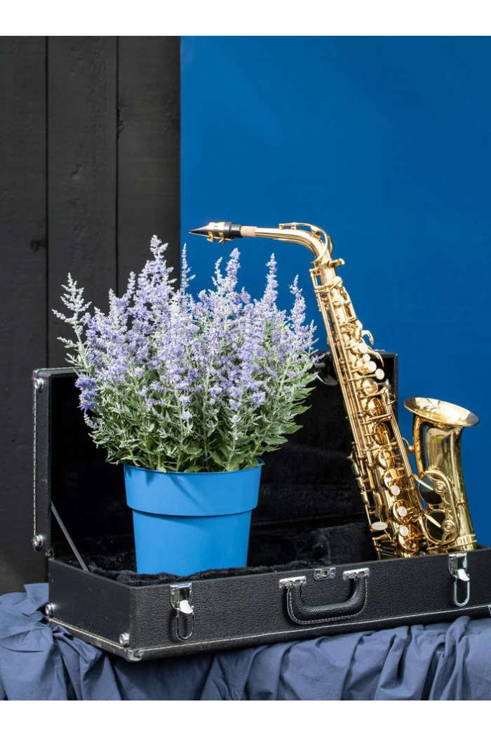 Perowskia 'Bluesette' | Perovskia