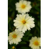 Nachyłek wielkokwiatowy 'UpTick Cream' | Coreopsis grandiflora