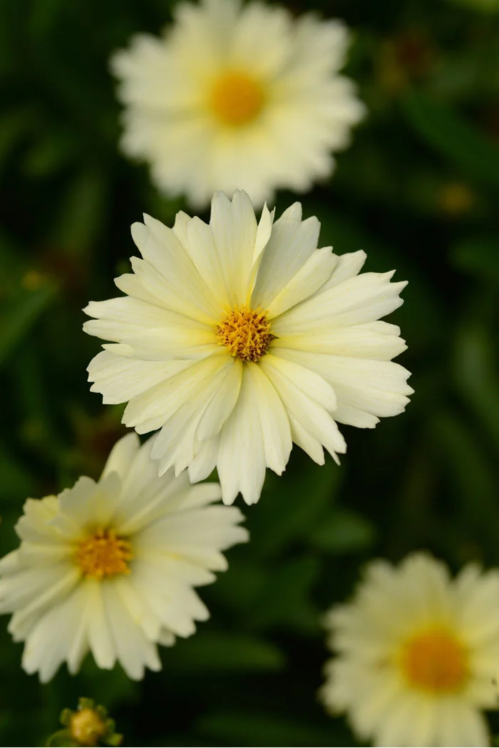 Nachyłek wielkokwiatowy 'UpTick Cream' | Coreopsis grandiflora