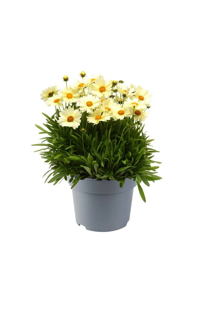 Nachyłek wielkokwiatowy 'UpTick Cream' | Coreopsis grandiflora