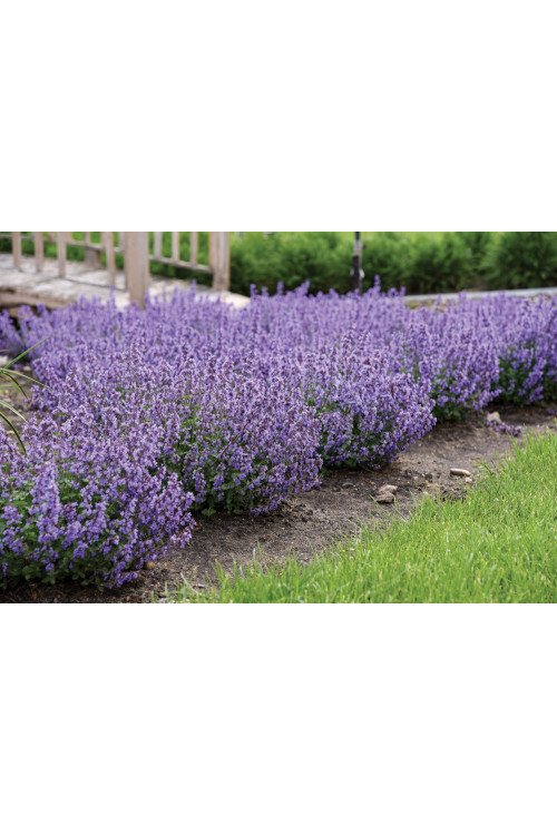 Kocimiętka Faassena 'Cat's Pajamas' | Nepeta faassenii