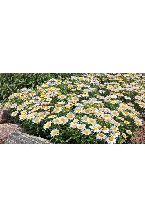 Złocień wielki 'Madonna' | Leucanthemum maximum