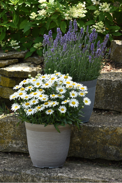 Złocień wielki 'Madonna' | Leucanthemum maximum