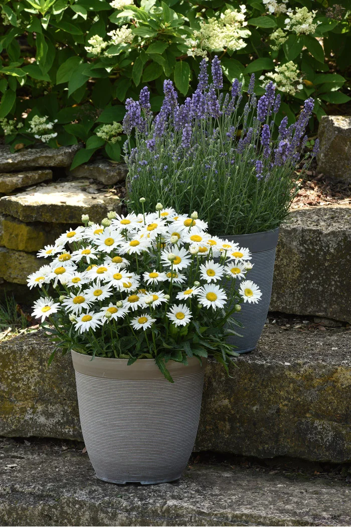 Złocień wielki 'Madonna' | Leucanthemum maximum