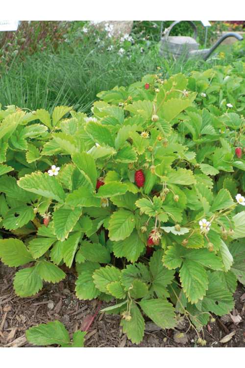Poziomka pospolita 'Alexandra' | Fragaria vesca