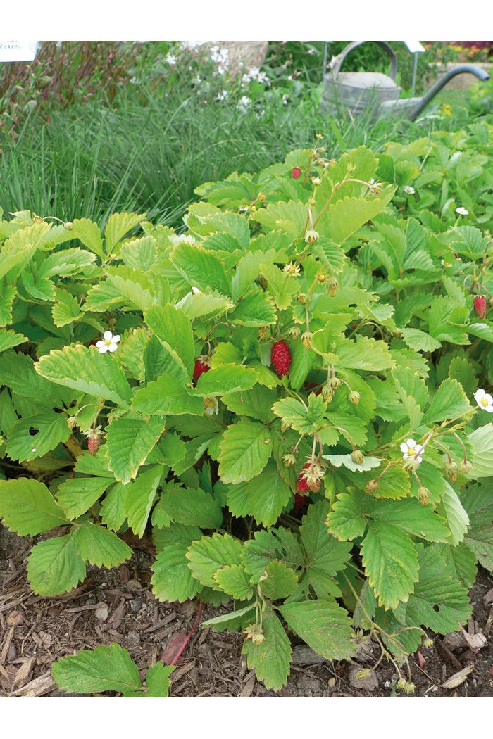 Poziomka pospolita 'Alexandra' | Fragaria vesca