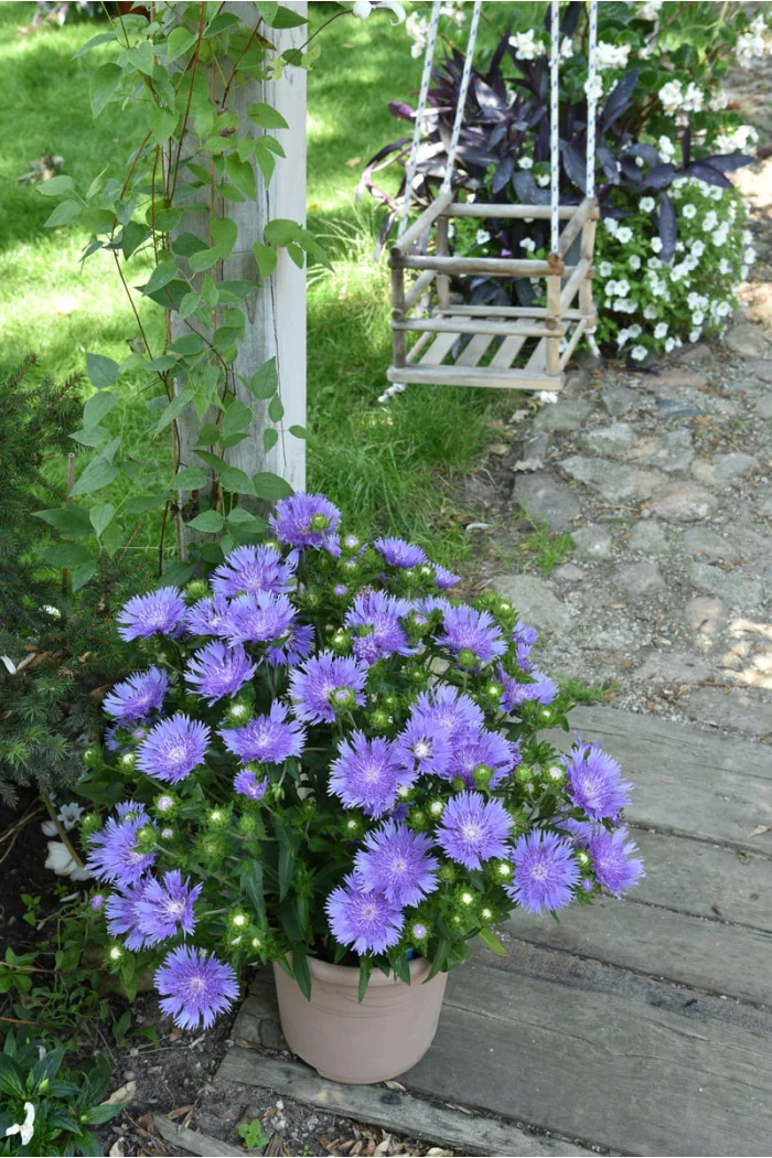 Stokezja gładka 'Mel's Blue' | Stokesia laevis