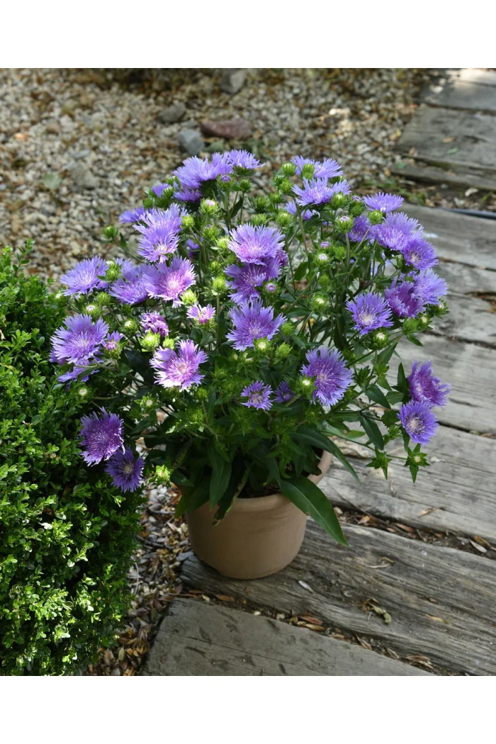 Stokezja gładka 'Mel's Blue' | Stokesia laevis