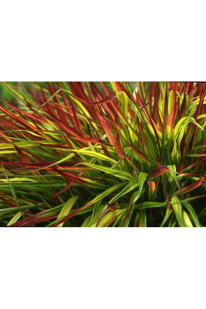 Hakonechloa 'Mulled Wine' | Hakonechloa macra