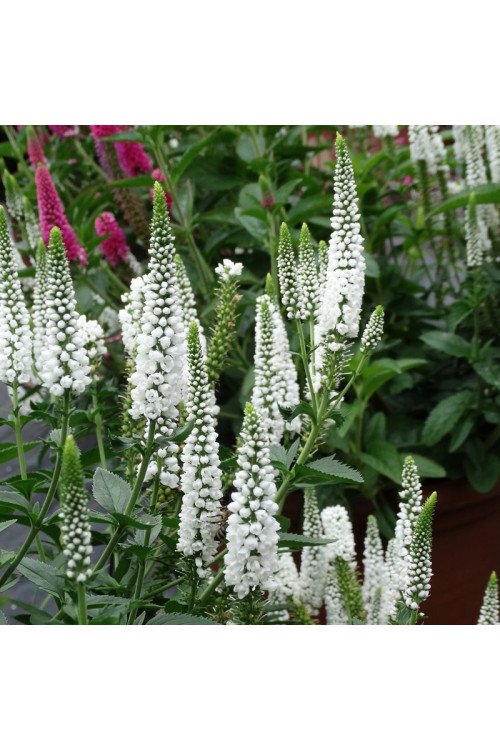 Przetacznik kłosowy 'First Lady' | Veronica spicata