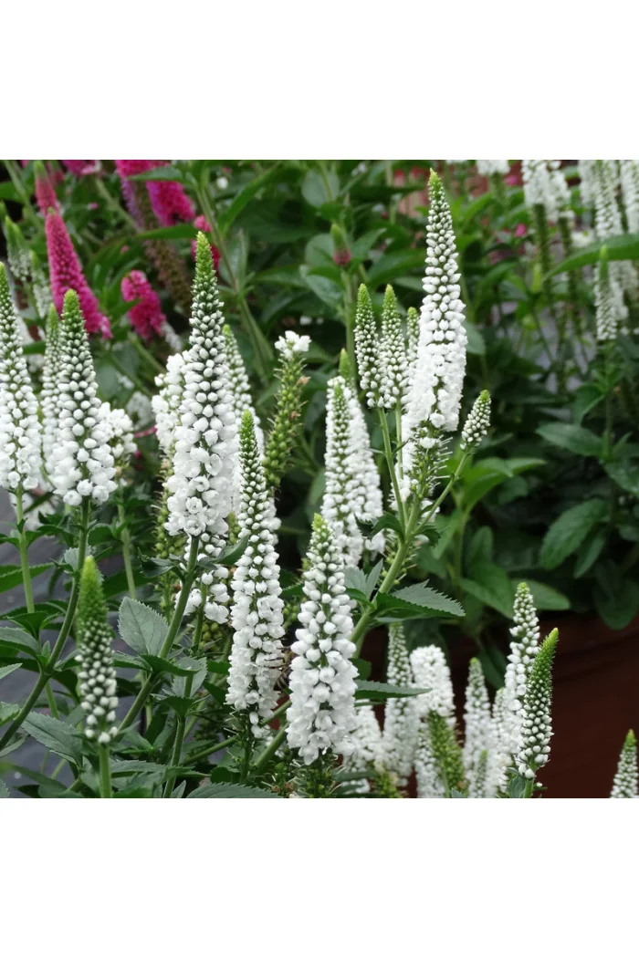 Przetacznik kłosowy 'First Lady' | Veronica spicata