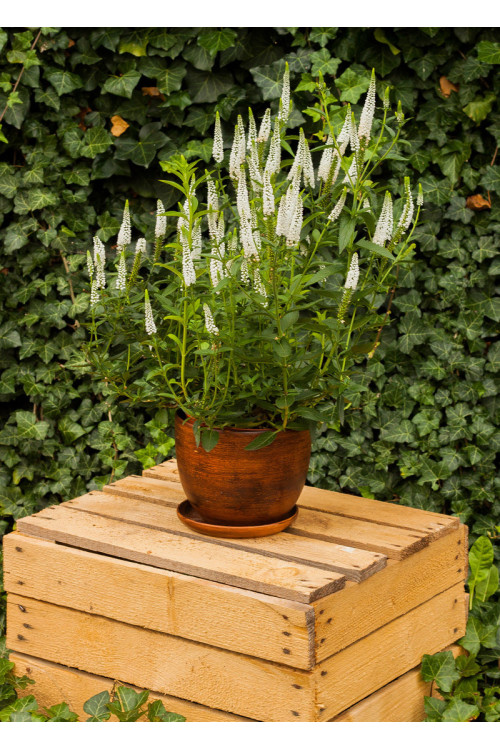 Przetacznik kłosowy 'First Lady' | Veronica spicata