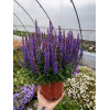 Szałwia omszona 'Rianne' | Salvia nemorosa