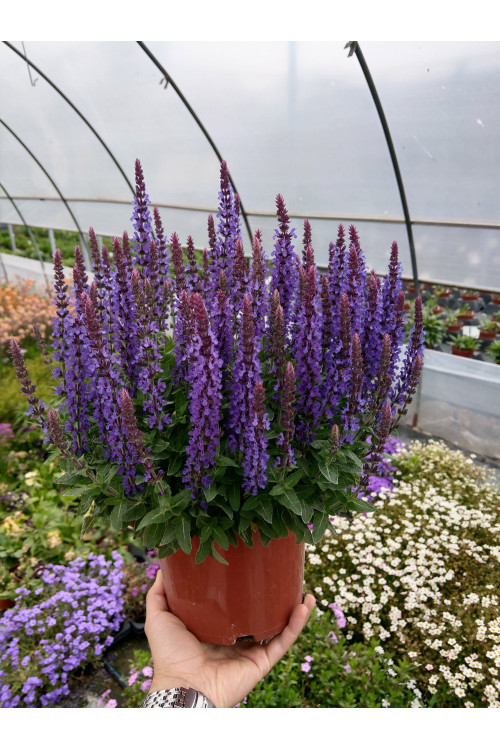 Szałwia omszona 'Rianne' | Salvia nemorosa