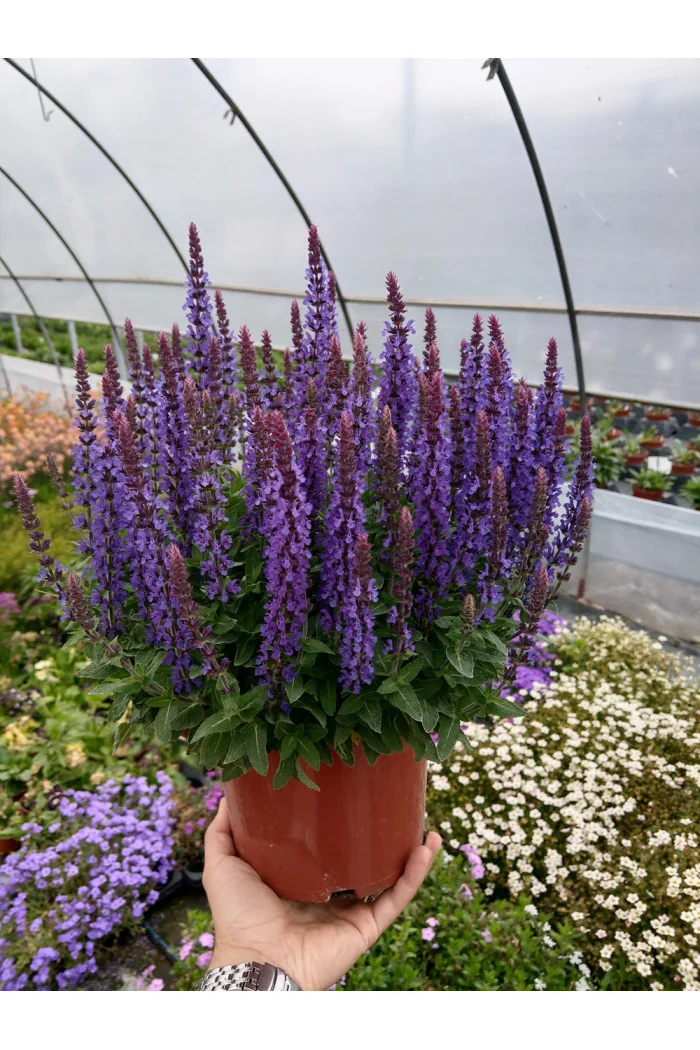 Szałwia omszona 'Rianne' | Salvia nemorosa
