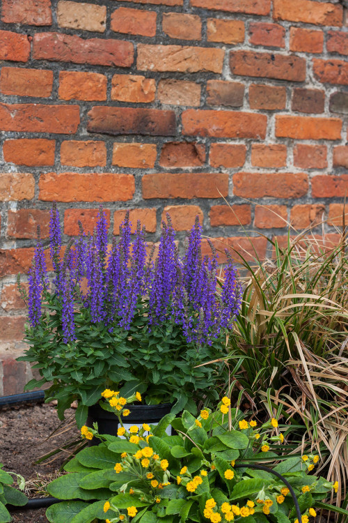 Szałwia omszona 'Rianne' | Salvia nemorosa
