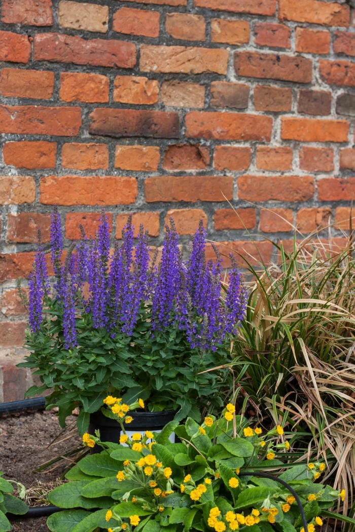Szałwia omszona 'Rianne' | Salvia nemorosa